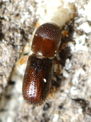 Xyleborinus saxesenii