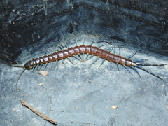 Rhysida nuda