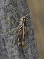 Dichroplus pratensis