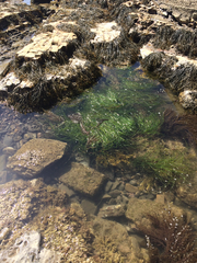 Phyllospadix scouleri