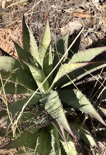Agave palmeri