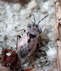Geocoris floridanus