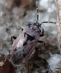 Geocoris floridanus