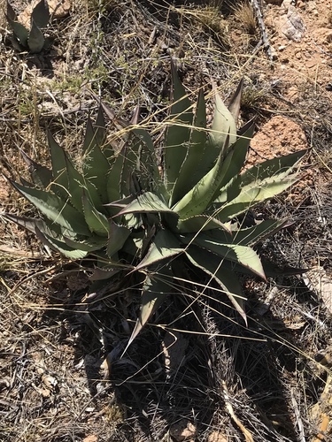 Agave palmeri