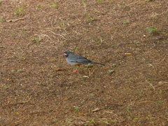 Turdus plumbeus