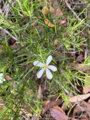 Ricinocarpos pinifolius