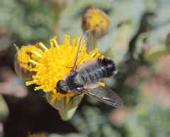 Exechohypopion leucomallum