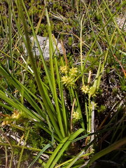 Carex flaviformis