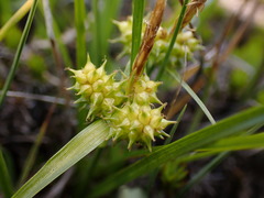 Carex flaviformis