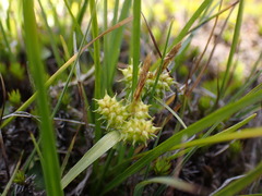 Carex flaviformis