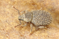 Cathormiocerus aristatus
