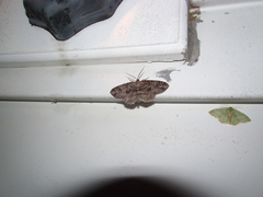 Melanolophiini