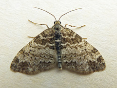 Lobophora halterata