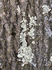 Flavoparmelia caperata