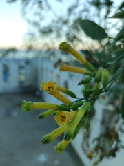 Nicotiana glauca