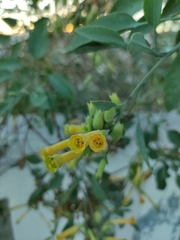 Nicotiana glauca