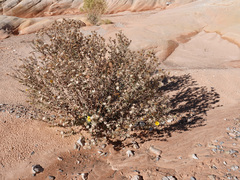 Heterotheca cinerascens