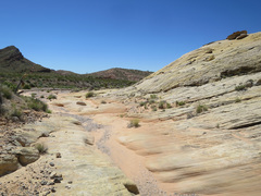 Heterotheca cinerascens