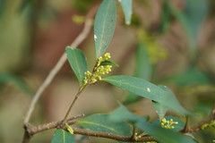 Notelaea ligustrina