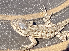 Sceloporus occidentalis