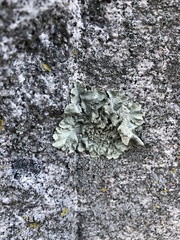 Flavoparmelia caperata