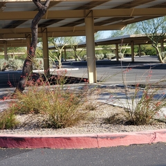 Russelia equisetiformis