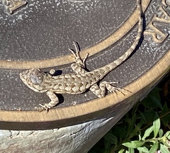 Sceloporus occidentalis