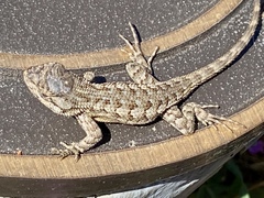 Sceloporus occidentalis