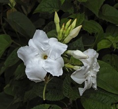 Mandevilla laxa