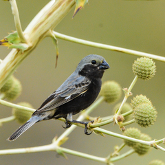 Sporophila melanogaster