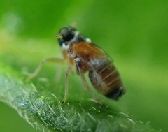 Flavoclypeus andromedus