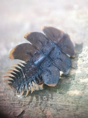 Platerodrilus ruficollis