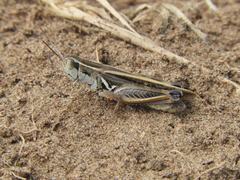 Dichroplus pratensis