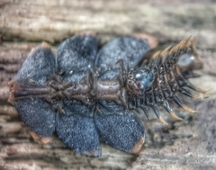 Platerodrilus ruficollis