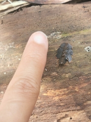 Platerodrilus ruficollis