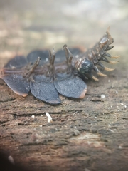 Platerodrilus ruficollis
