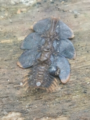 Platerodrilus ruficollis