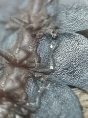 Platerodrilus ruficollis