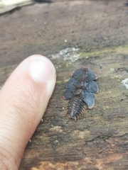 Platerodrilus ruficollis