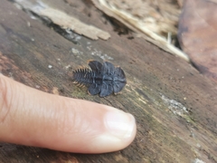 Platerodrilus ruficollis