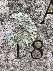 Flavoparmelia caperata