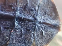 Platerodrilus ruficollis