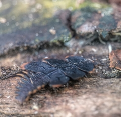 Platerodrilus ruficollis