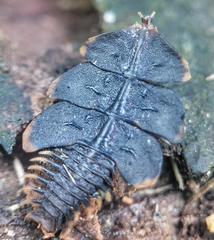 Platerodrilus ruficollis