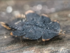 Platerodrilus ruficollis