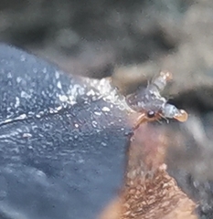 Platerodrilus ruficollis