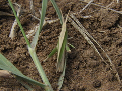 Allotruxalis gracilis