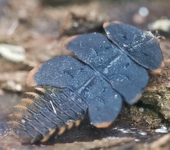 Platerodrilus ruficollis