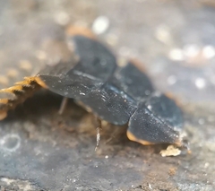 Platerodrilus ruficollis