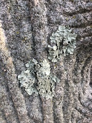 Flavoparmelia caperata